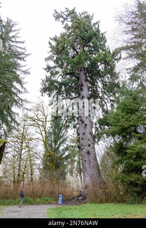 Quinault, Washington, USA. Ein Mann, der in der Nähe des größten Sitka-Fichtenbaums der Welt steht, der über 191 m hoch ist. HERR Stockfoto