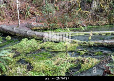 Hoh Rain Forest, Olympic-Nationalpark, Washington, USA. Moos wächst in Taft Creek auf dem Hall of Mosses Trail Stockfoto