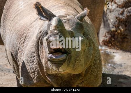 Woodland Park Zoo, Seattle, Washington, USA. Rhinozeros mit offenem Mund Stockfoto