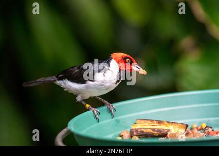 Woodland Park Zoo, Seattle, Washington, USA. Roter Kardinal, der Obst auf einem Fresser isst Stockfoto