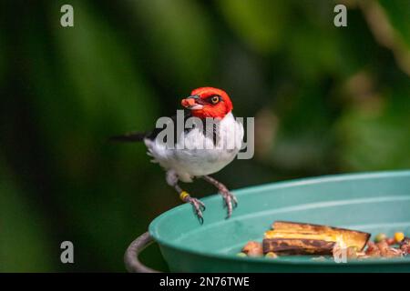 Woodland Park Zoo, Seattle, Washington, USA. Roter Kardinal, der Obst auf einem Fresser isst Stockfoto