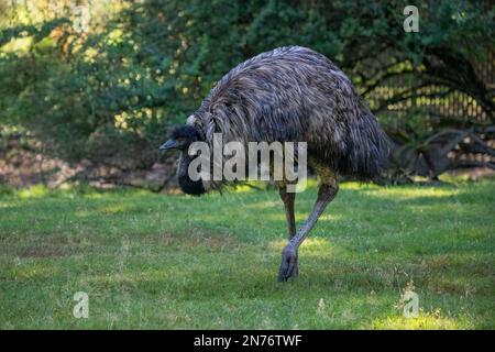 Woodland Park Zoo, Seattle, Washington, USA. Emu geht über Gras Stockfoto