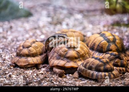 Woodland Park Zoo, Seattle, Washington, USA. Die verzierte Girdled-Eidechse aus einem Zusammentreffen ägyptischer Schildkröten (Testudo kleinmanni). Stockfoto