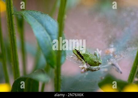 Issaquah, Washington, USA. Pacific Tree Frog in einem Spinnennetz gefangen Stockfoto