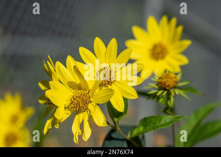 Issaquah, Washington, USA. Kalifornische Sonnenblumenpflanze Stockfoto