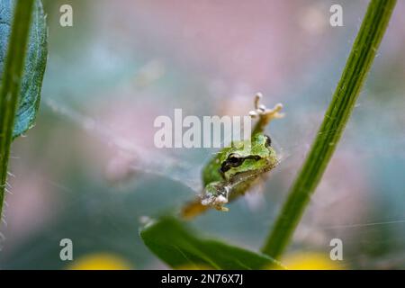 Issaquah, Washington, USA. Pacific Tree Frog in einem Spinnennetz gefangen Stockfoto