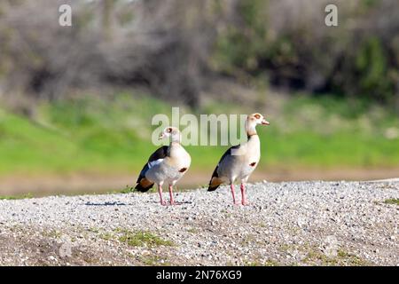 Zwei Ägyptische Gänse Stehen Stockfoto