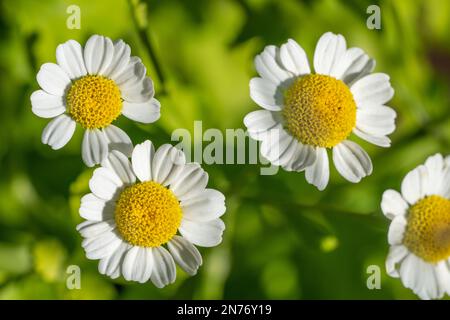 Issaquah, Washington, USA. Fieberarme Blumen im Garten Stockfoto