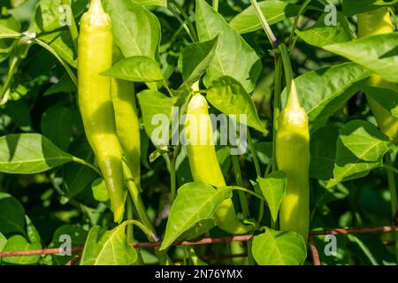 Issaquah, Washington, USA. Süße Bananen-Hybrid-Pfeffer-Pflanze. Stockfoto