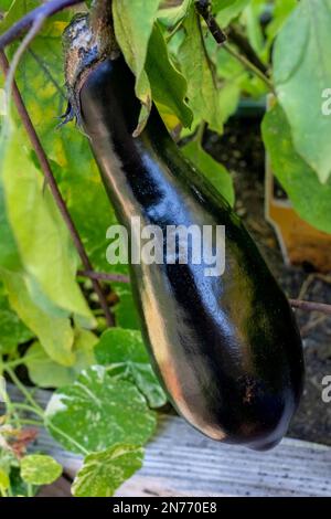 Issaquah, Washington, USA. Japanische lange Aubergine auf der Rebe. Stockfoto