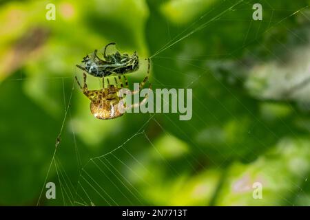 Issaquah, Washington, USA. Kreuz Orbweaver Spinne auf der Beute einer Blackjacke Wespe, die in ihrem Netz gefangen ist. Stockfoto