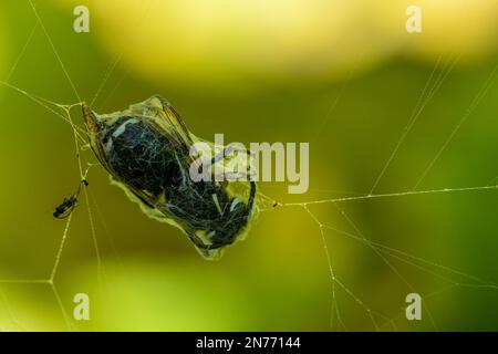 Issaquah, Washington, USA. Blackjacke-Wespe in einem Spinnennetz gefangen Stockfoto