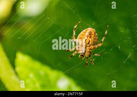 Issaquah, Washington, USA. Unterseite einer Kreuzwebspinne auf ihrem Netz. Stockfoto