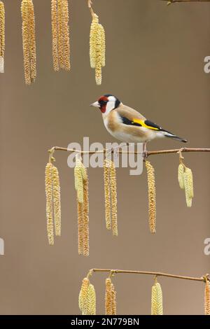 Europäischer Goldfink Carduelis carduelis, ausgewachsen auf Hazel Corylus avellana, mit Catkins, Suffolk, England, Februar Stockfoto