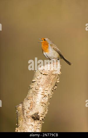 Europäisches Rotkehlchen Erithacus rubecula, Erwachsener auf silbernem Birkenstumpf, Gesang, Suffolk, England, Februar Stockfoto