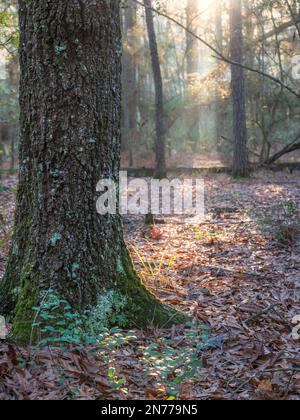 Im Hintergrund scheint die Sonne durch die Baumkronen in The Woodlands, Texas. Stockfoto