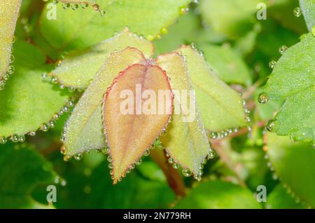 Der Tau kondensierte auf den Blättern im Garten und bildete eine Reihe perfekter Wassertropfen. Stockfoto