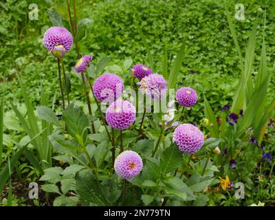 Helle Dahlienblumen im Garten auf grünem Hintergrund Stockfoto
