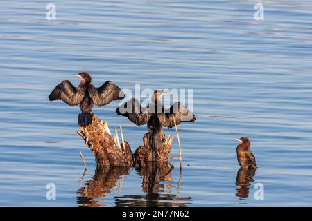 Kleine Kormorane auf einem Stück Holz zum Trocknen, Pygmy Cormorant, Microcarbo Pygmaeus Stockfoto