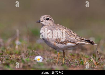 Ein mittelgroßer Vogel, der sich nach der Wanderung ausruht, Eurasischer Dotterel, Charadrius morinellus Stockfoto