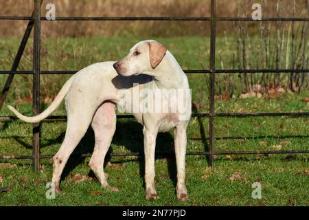 Fuchshunde warten auf den Beginn ihres Treffens, sobald alle Reiter angekommen sind und loslegen können Stockfoto