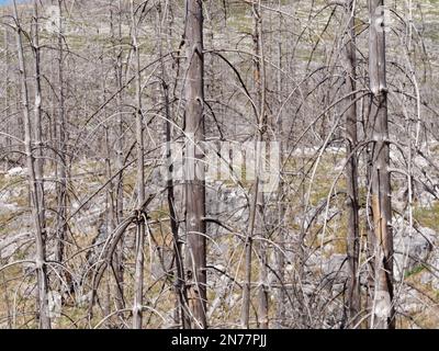 Verbrannter toter Wald. Nach einem verheerenden Brand. Auswirkungen der globalen Erwärmung und des Klimawandels. Stockfoto