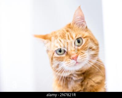 Eine rosafarbene Tabby-Kurzhaar-Katze, die mit einer Kopfneigung in die Kamera schaut Stockfoto