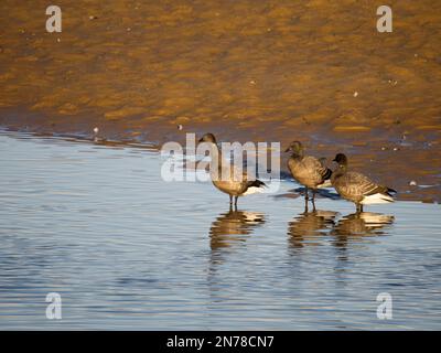 Brent Gans, Branta bernicla, Gruppe von Vögeln am Wasser, Norfolk, Februar 2023 Stockfoto