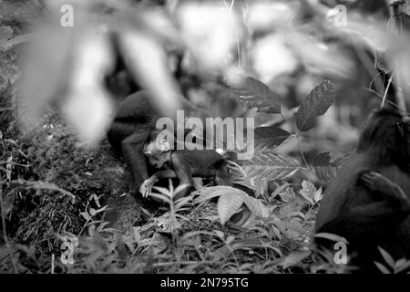 Erwachsene Weibchen von Sulawesi-Schwarzkammmakaken (Macaca nigra) kümmern sich um einen Säugling im Naturschutzgebiet Tangkoko, North Sulawesi, Indonesien. Die Auswirkungen des Klimawandels auf die endemischen Arten sind auf verändertes Verhalten und Nahrungsverfügbarkeit zu sehen, die ihre Überlebensrate beeinflussen. „Wie die Menschen überhitzen sich Primaten und werden durch anhaltende körperliche Aktivität bei extrem heißem Wetter dehydriert“, so ein Wissenschaftler, Brogan M. Stewart, in seinem Bericht, der 2021 über das Gespräch veröffentlicht wurde. Stockfoto