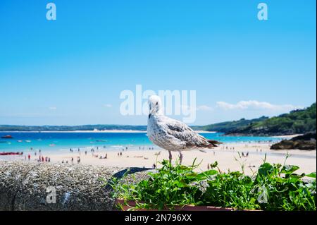 Seegras aus nächster Nähe in St. Ives, Strand mit weißem Sand, blauem Meer und verschwommenen Menschen im Hintergrund. West Cornwall Süd-West England, selektiver Fokus auf Vogel Stockfoto