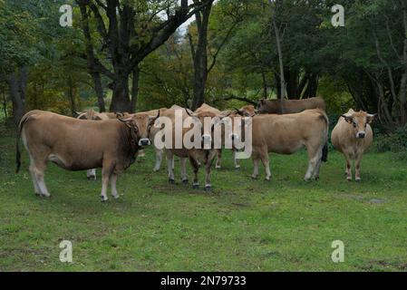 Gruppe von Aubrac Kühe, in der Wiese in der Auvergne. Stockfoto