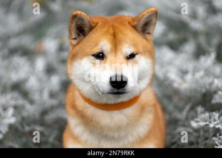 Der traurige shiba-inu-Hund. Nahaufnahme von Tierporträts in der Natur. Stockfoto