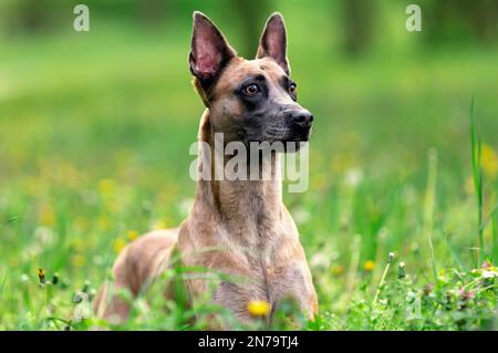 Im Sommer steht ein ernster Hund belgischer malinois im grünen Gras Stockfoto