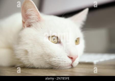 Süße weiße Katze liegt neben der Tastatur am Arbeitsplatz, Nahaufnahme Stockfoto