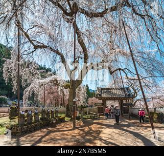 saitama, chichibu - märz 20 2022: Alte Shidarezakura weinende Kirschblüten Baum namens Edohiganzakura im buddhistischen Seiunji-Tempel mit Statuen Stockfoto