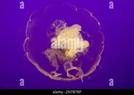 Cannery Row, Monterey, Kalifornien, USA. 23. Januar 2023 Sea Life im Monterey Bay Aquarium - hier ist eine Egg Yolk Jelly, (Phacellophora camtschatica) schlängelt sich über seinen Tank und bietet ein faszinierendes Spektakel für Touristen und Wissenschaftler gleichermaßen. Stockfoto