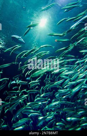 Cannery Row, Monterey, Kalifornien, USA. 23. Januar 2023 Sea Life im Monterey Bay Aquarium - hier fahren Hunderte von Northern Anchovy in ihrem Pool in enger Formation. Stockfoto