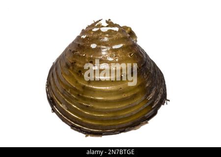 Asiatische Clam - Corbicula fluminea Stockfoto