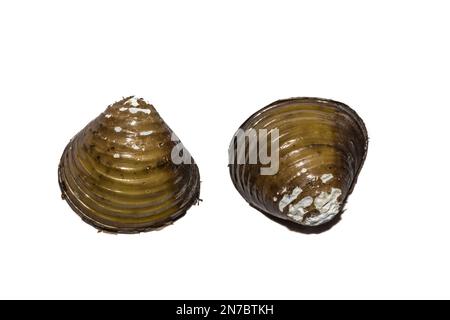 Asiatische Clam - Corbicula fluminea Stockfoto