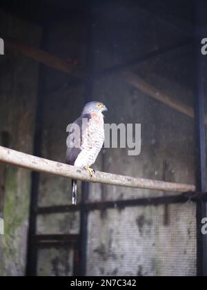 Alap-Alap-Vogel, Tier-Nahaufnahme, Alap-Vogel hoch oben auf einem Holzzweig in einem Käfig Stockfoto