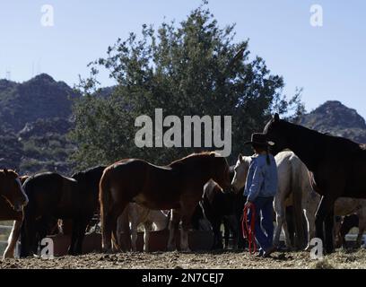 Phoenix, Usa. 09. Februar 2023. Am Freitag, den 10. Februar 2023, kümmern sich Wrangler um die Pferde in den Ponderosa Stables in Phoenix, Arizona. Die Philadelphia Eagles spielen die Kansas City Chiefs im Super Bowl LVII im State Farm Stadium in Glendale, Arizona, am Sonntag, den 12. Februar 2023. Foto: John Angelillo/UPI Credit: UPI/Alamy Live News Stockfoto