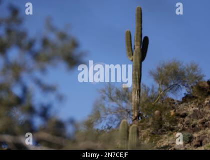 Phoenix, Usa. 09. Februar 2023. Der Mond erhebt sich hinter einem Kaktus abseits der Straße zum Dobbins Lookout in Phoenix, Arizona, am Freitag, den 10. Februar 2023. Die Philadelphia Eagles spielen die Kansas City Chiefs im Super Bowl LVII im State Farm Stadium in Glendale, Arizona, am Sonntag, den 12. Februar 2023. Foto: John Angelillo/UPI Credit: UPI/Alamy Live News Stockfoto