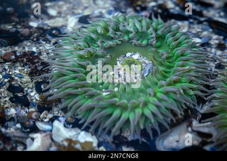 Sea Anemone bei Ebbe bei PT. Pinos Monterey, CA Stockfoto