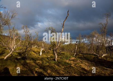 Der Nationalpark Øvre Dividal in Dividalen in der Gemeinde Målselv in der Provinz Troms in Norwegen ist bekannt für seine Birkenwälder. Stockfoto