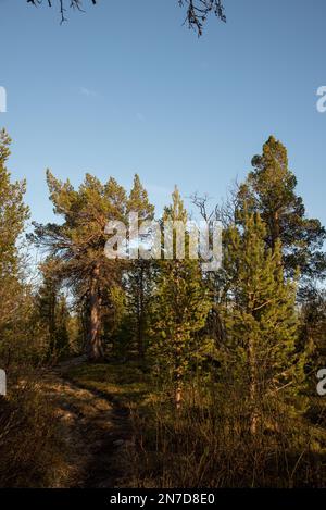 Der Nationalpark Øvre Dividal in Dividalen in der Gemeinde Målselv in der Provinz Troms in Norwegen ist bekannt für seine Kiefernwälder. Stockfoto