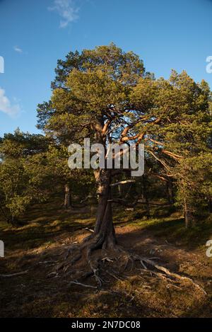 Der Nationalpark Øvre Dividal in Dividalen in der Gemeinde Målselv in der Provinz Troms in Norwegen ist bekannt für seine Kiefernwälder. Stockfoto