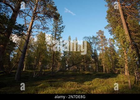 Der Nationalpark Øvre Dividal in Dividalen in der Gemeinde Målselv in der Provinz Troms in Norwegen ist bekannt für seine Kiefernwälder. Stockfoto