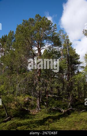 Der Nationalpark Øvre Dividal in Dividalen in der Gemeinde Målselv in der Provinz Troms in Norwegen ist bekannt für seine Kiefernwälder. Stockfoto