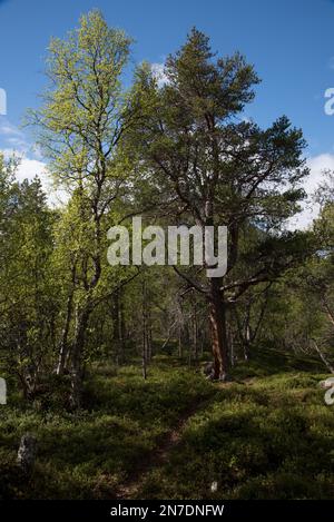 Der Nationalpark Øvre Dividal in Dividalen in der Gemeinde Målselv in der Provinz Troms in Norwegen ist bekannt für seine Kiefernwälder. Stockfoto