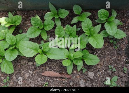 Mehrere kleine Spinatpflanzen (Basella Alba), die im städtischen Garten wachsen Stockfoto